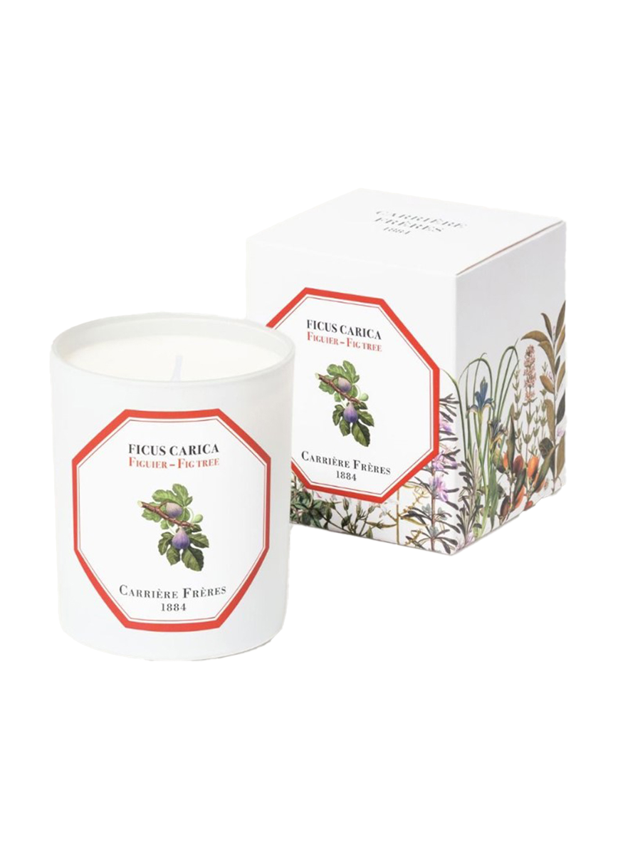 Botanical Candle in Fig Tree - Ficus Carica