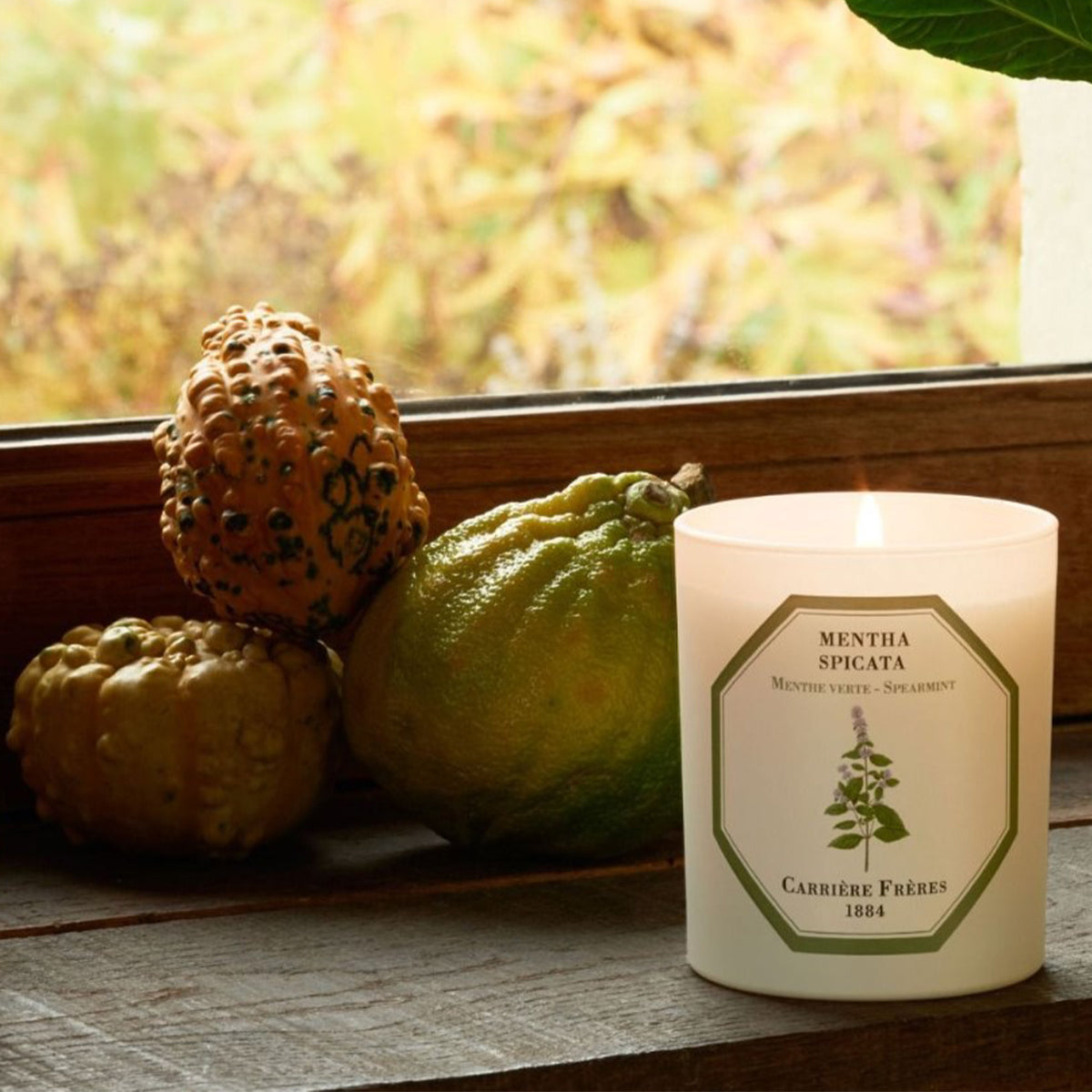 Botanical Candle in Spearmint - Mentha Spicata