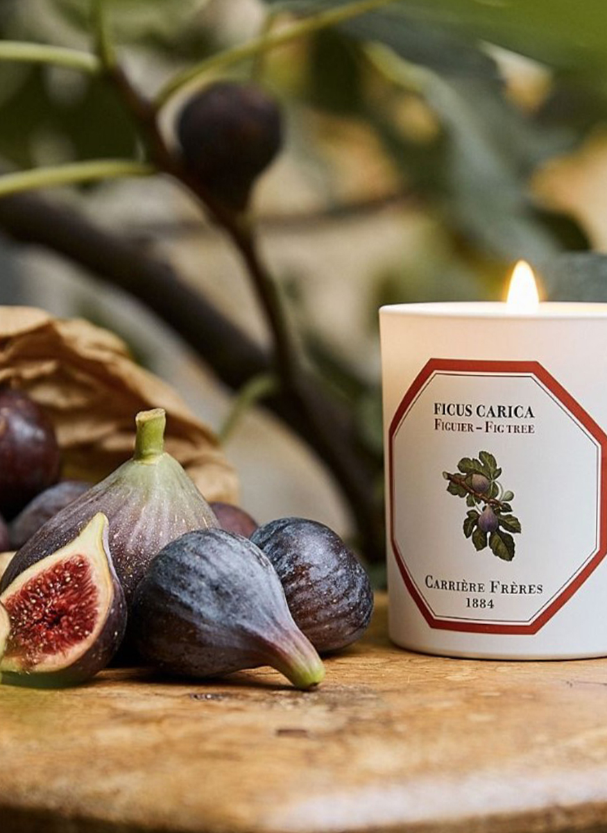Botanical Candle in Fig Tree - Ficus Carica