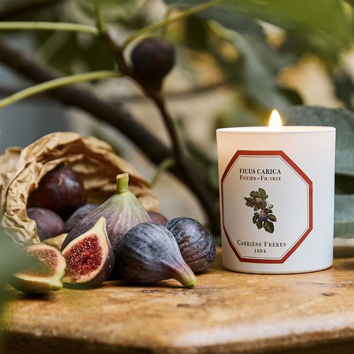 Botanical Candle in Fig Tree - Ficus Carica