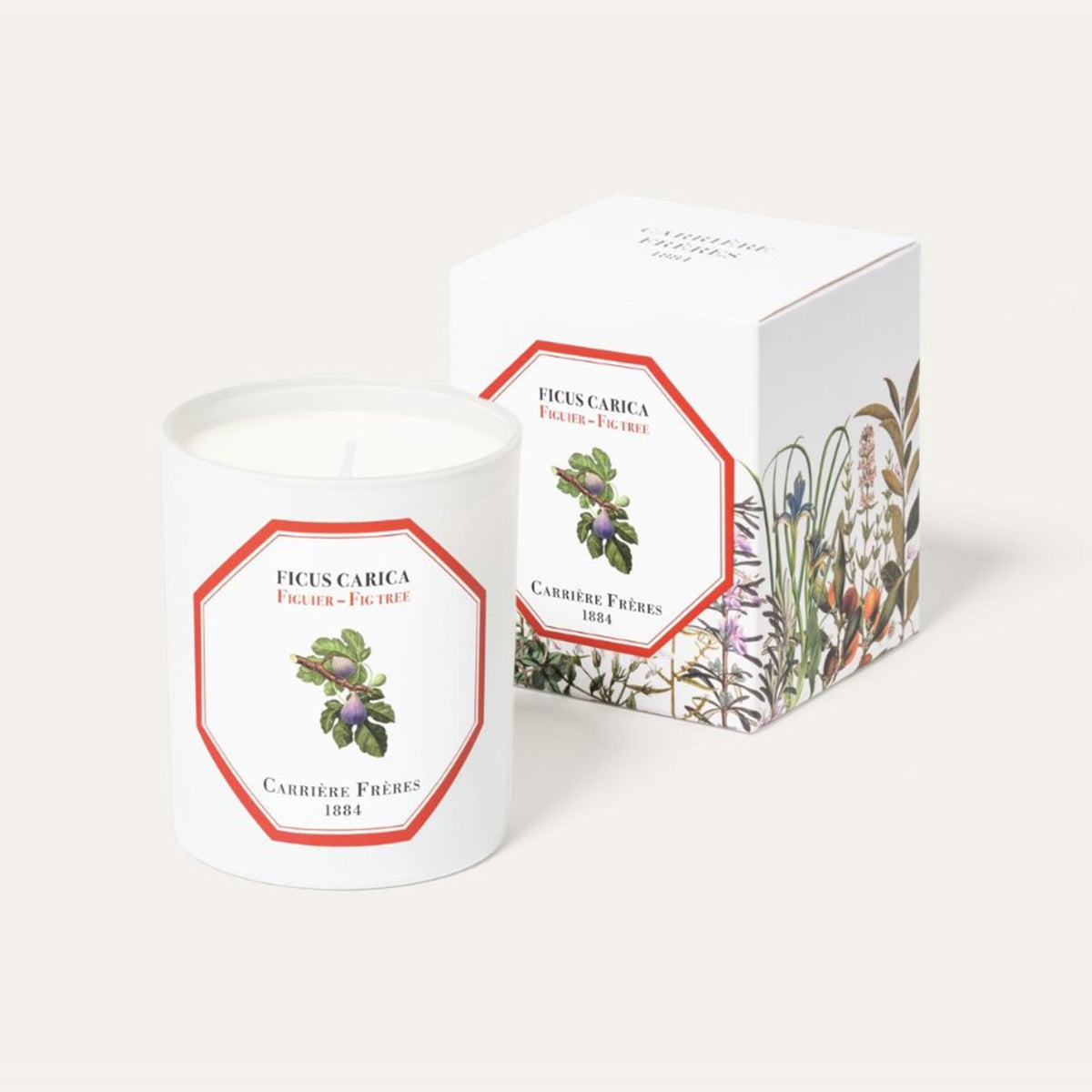 Botanical Candle in Fig Tree - Ficus Carica